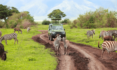 Ol Pejeta Chimpanzee Sanctuary