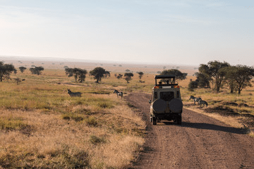 Ol Pejeta Chimpanzee Sanctuary