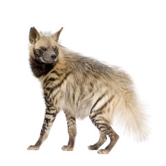 Rare Animals on a Kenyan Safari