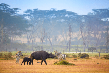 Sanctuary Horseback Safaris