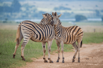 Sanctuary Horseback Safaris