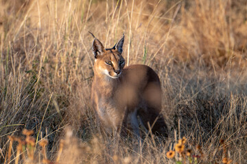 Rare Animals on a Kenyan Safari