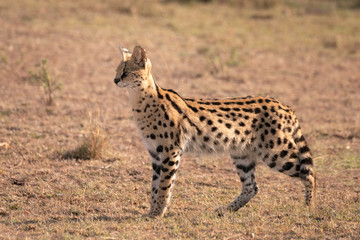Rare Animals on a Kenyan Safari