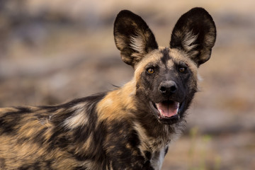 Rare Animals on a Kenyan Safari