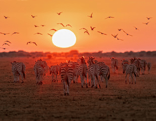 African Safari Cost Per Person