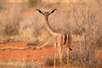 Rare Animals on a Kenyan Safari