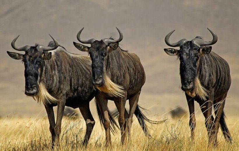 7 Days Luxury Tanzania Safari