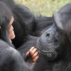 Ol Pejeta Chimpanzee Sanctuary