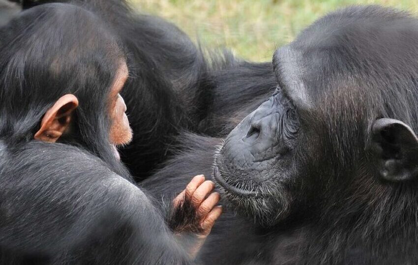 Ol Pejeta Chimpanzee Sanctuary