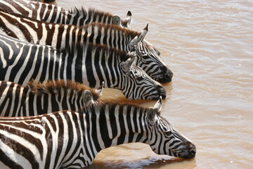 Kenya Safari in 2026