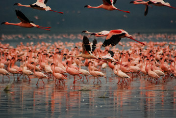 March Birdwatching Safari: Top Mara Triangle Safaris Spots & Tips for Kenya's Green Season