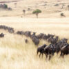 Safari Animals 101: What You'll Actually See in Kenya and Tanzania | Mara Triangle Safaris