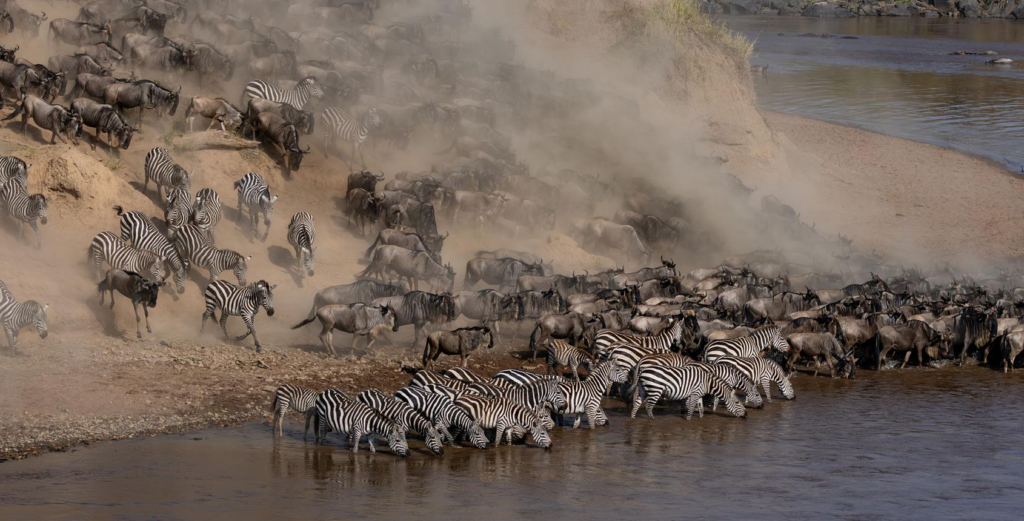 Is a Maasai Mara Safari Worth It? 2026 Honest Guide + Costs | Mara Triangle Safaris