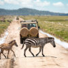 Amboseli vs Masai Mara (2026) Which Safari is Better Costs, Wildlife & Travel Guide-Mara Triangle Safaris