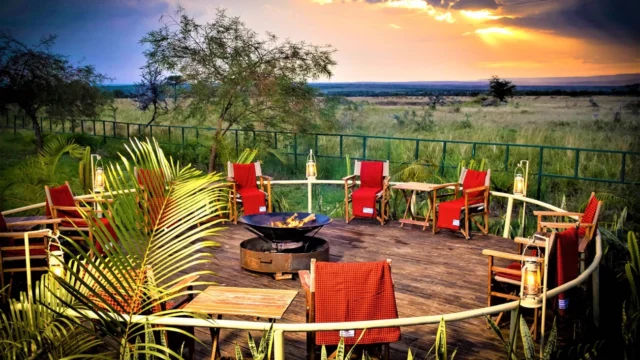 zebra plains with mara triangle safaris 2