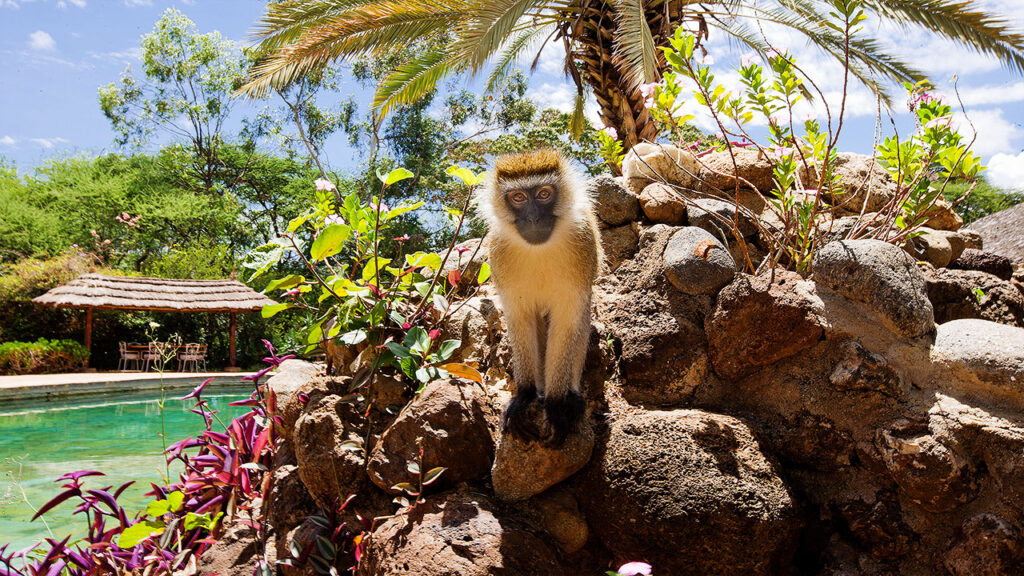 Amboseli Sopa Lodge With Mara Triangle Safaris2