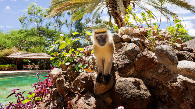 Amboseli Sopa Lodge With Mara Triangle Safaris2