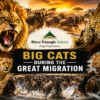 Big Cats During the Great Migration Best Places to Spot Lions, Leopards & Cheetahs (2026)-Mara Triangle Safaris