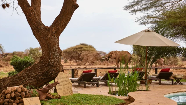 Tawi Lodge With Mara Triangle Safaris5