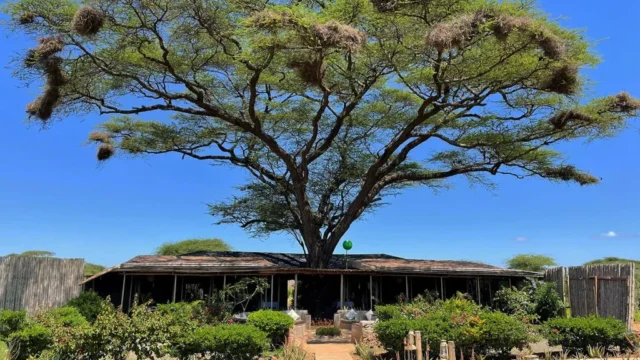 Tulia Amboseli Safari Camp With Mara Triangle Safaris6