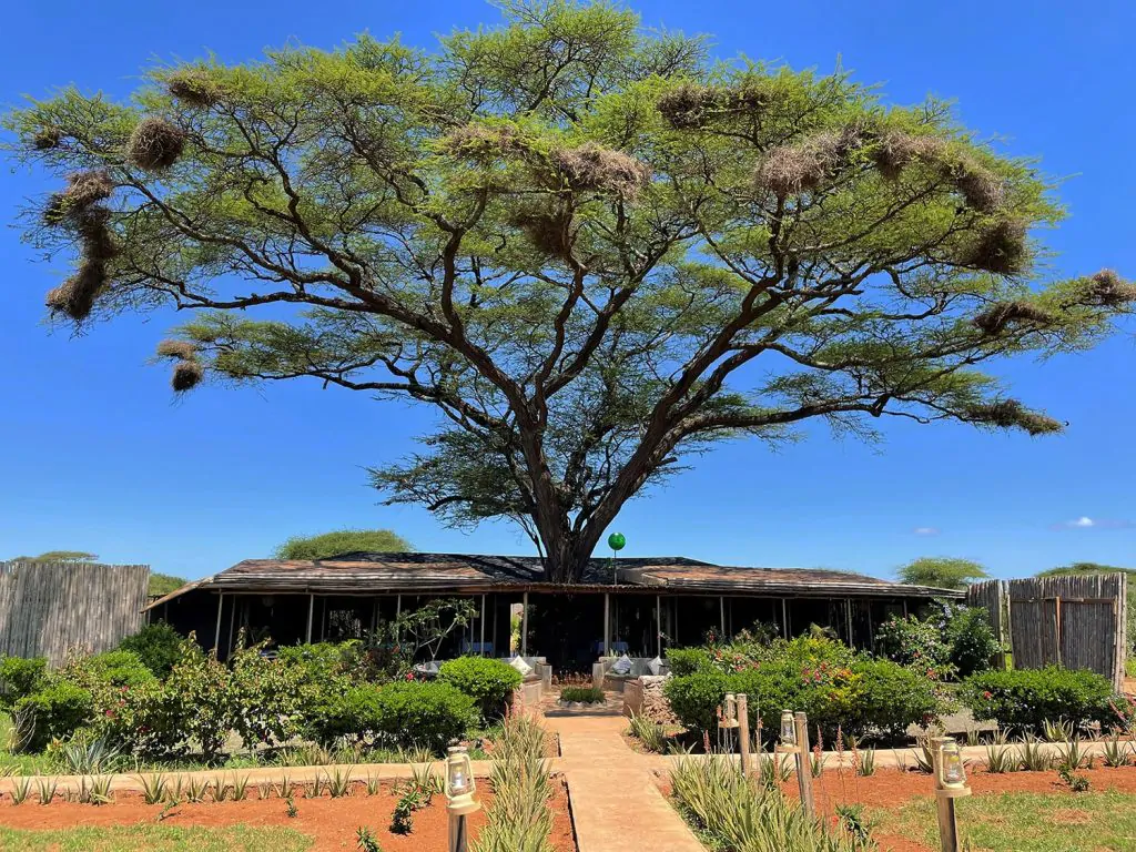 Tulia Amboseli Safari Camp With Mara Triangle Safaris6