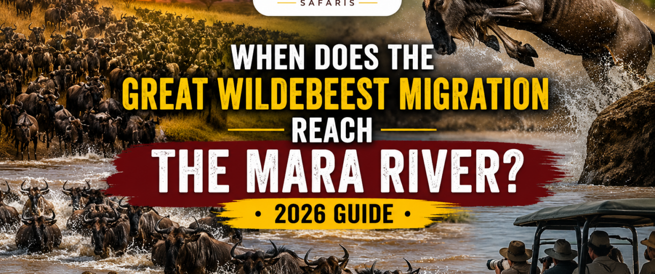 When Does the Great Wildebeest Migration Reach the Mara River (2026 Guide)