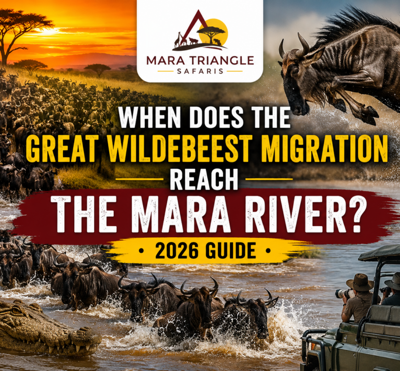 When Does the Great Wildebeest Migration Reach the Mara River (2026 Guide)