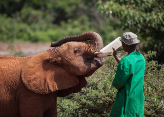 Nairobi Layover Tours Best Things to Do During a 12-Hour Stopover (2026)-Mara Triangle Safaris