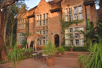 Nairobi Layover Tours Best Things to Do During a 12-Hour Stopover (2026)-Mara Triangle Safaris