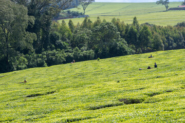 Nairobi Layover Tours Best Things to Do During a 12-Hour Stopover (2026)-Mara Triangle Safaris