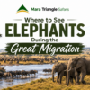 African Elephants During the Great Migration Where to See Them in the Mara Triangle (2026 Guide)-Mara Triangle Safaris