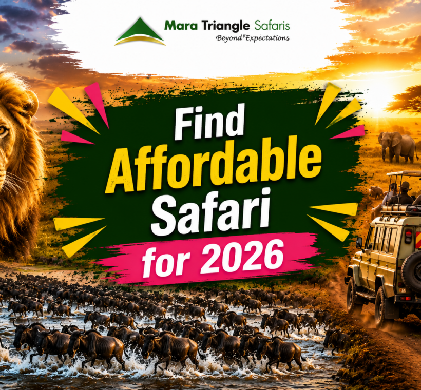 How To Find Affordable Mara Migration Safari Packages in 2026