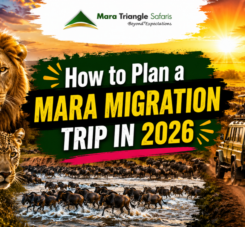 How to Plan a Mara Migration Trip in 2026