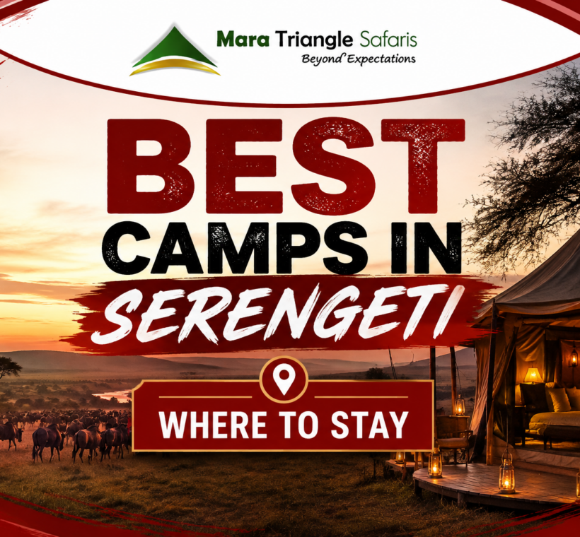 Best Camps in Northern Serengeti for September 2026 Where to Stay for the Great Migration