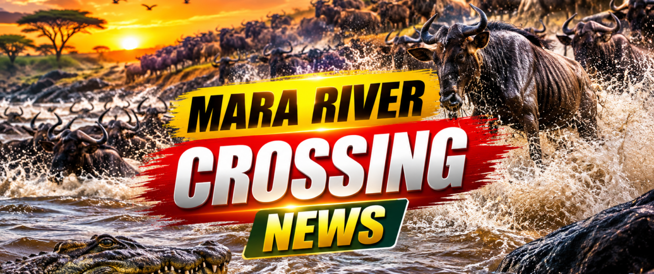 Best Mara River Crossing Locations This Week (August 2026 Guide)