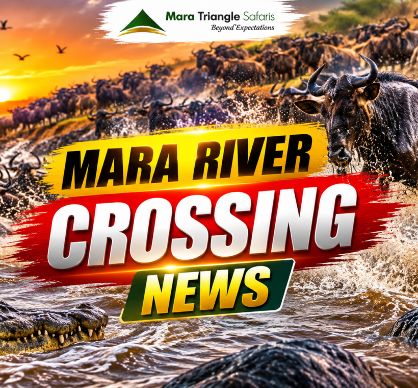 Best Mara River Crossing Locations This Week (August 2026 Guide)