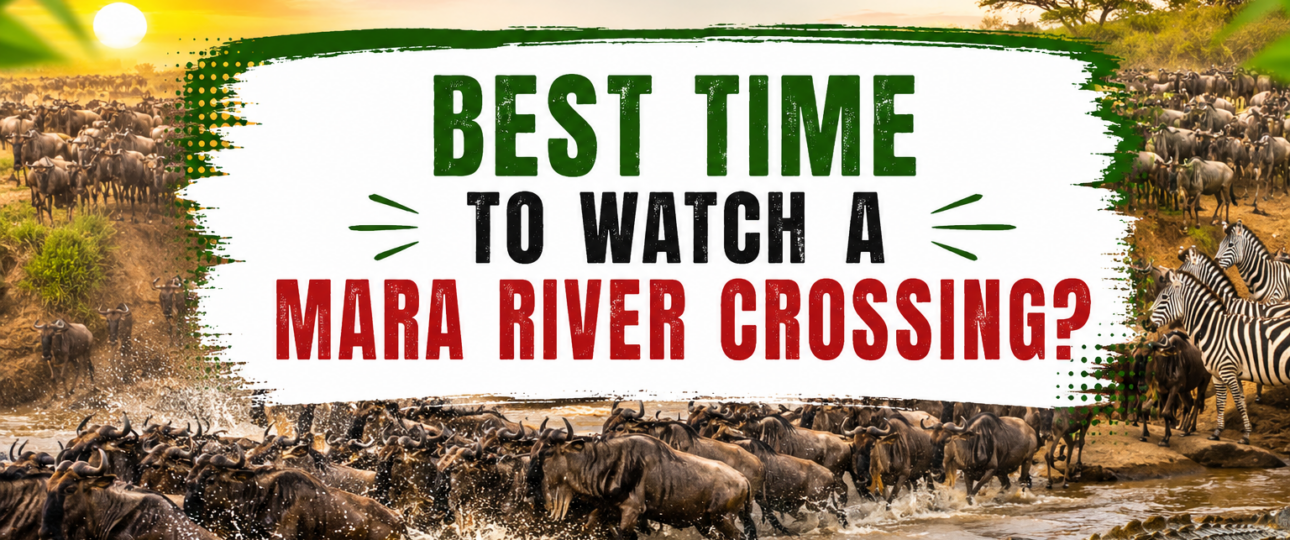 Best Time to Watch a Mara River Crossing Morning or Afternoon