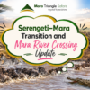 Great Migration Today Serengeti–Mara Transition and Mara River Crossing Update