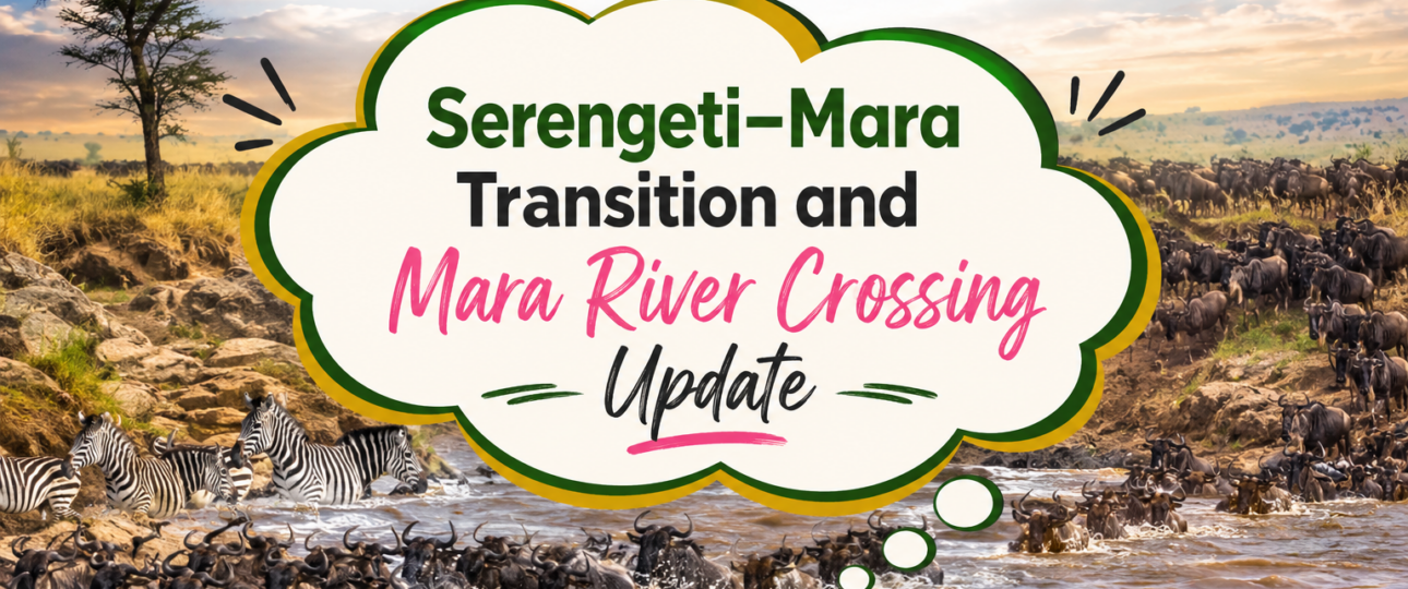 Great Migration Today Serengeti–Mara Transition and Mara River Crossing Update