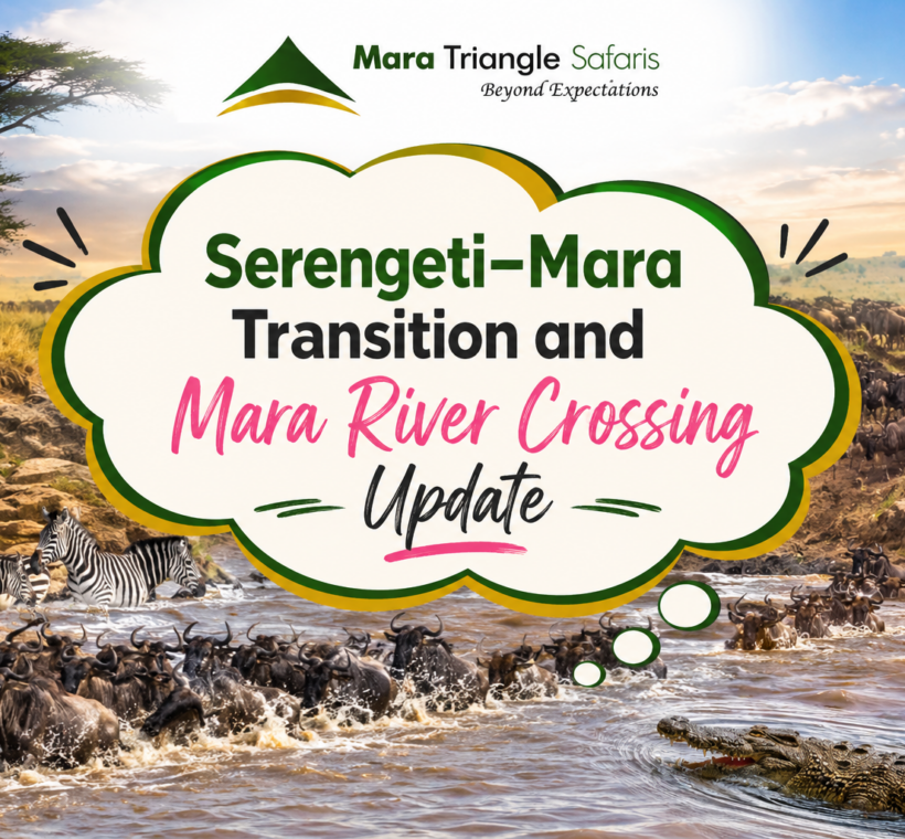 Great Migration Today Serengeti–Mara Transition and Mara River Crossing Update