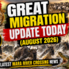 Great Migration Update August 2026- Mara Triangle Safaris