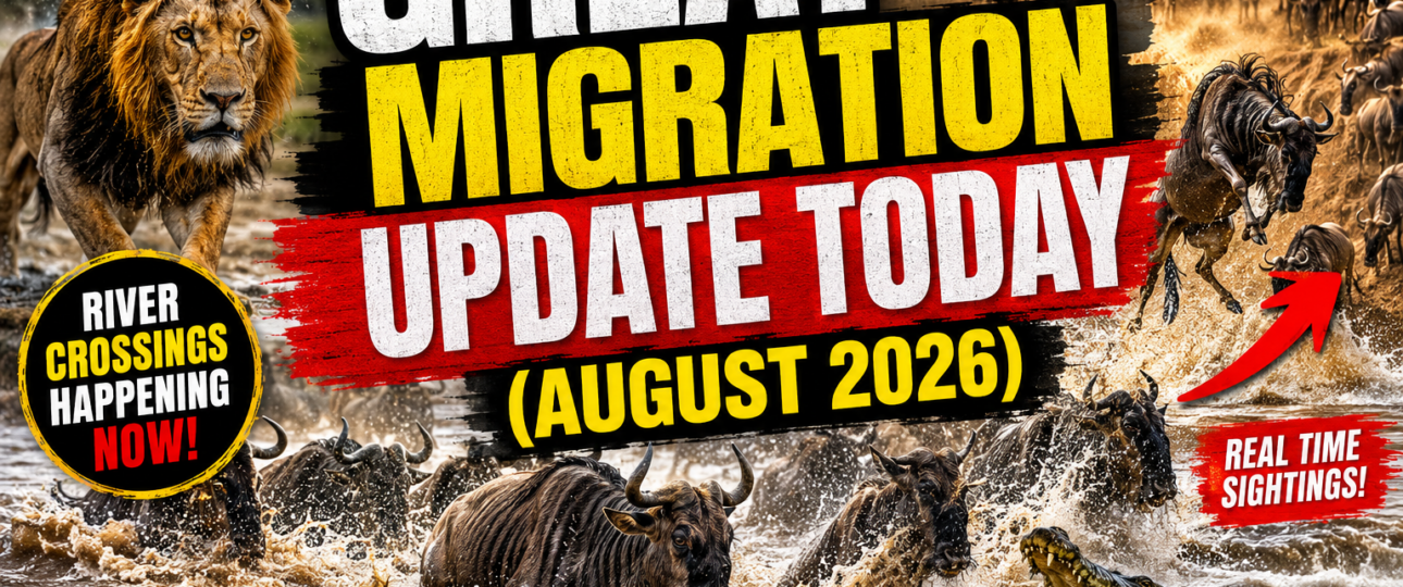 Great Migration Update August 2026- Mara Triangle Safaris