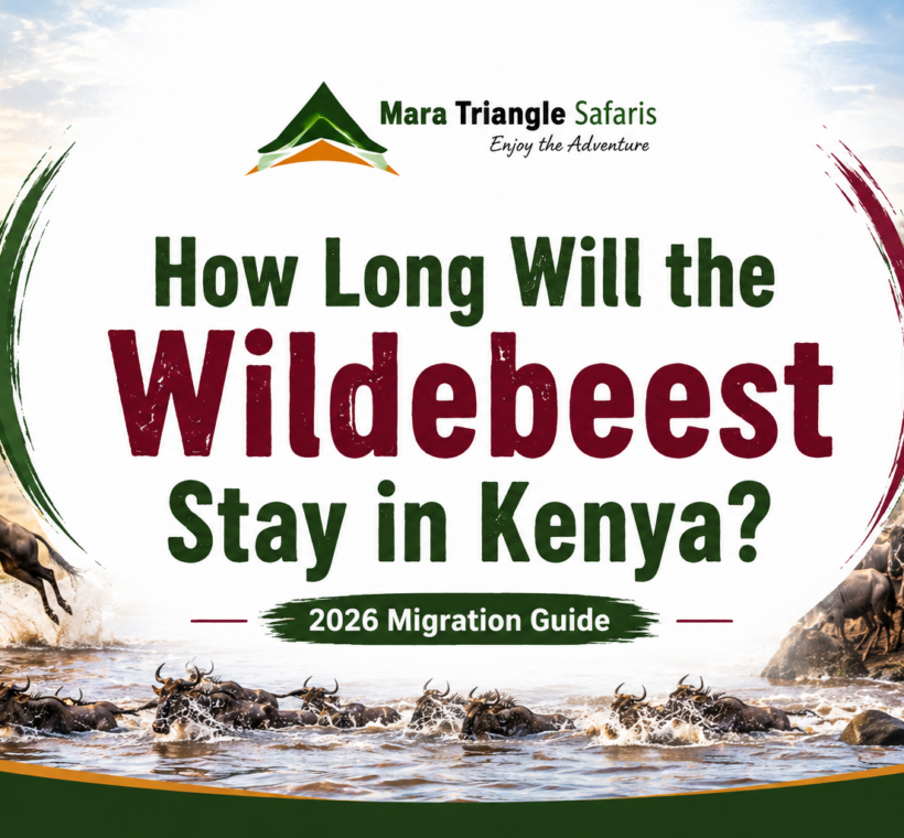 How Long Will the Wildebeest Stay in Kenya 2026 Migration Guide