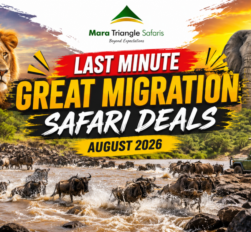 Last Minute Great Migration Safari Deals (August 2026 Guide)