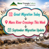Mara River Crossings This Week Where the Wildebeest Are Moving in Kenya & Northern Serengeti