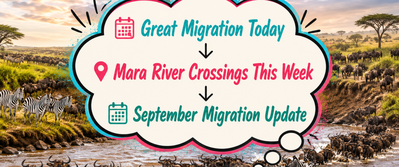 Mara River Crossings This Week Where the Wildebeest Are Moving in Kenya & Northern Serengeti