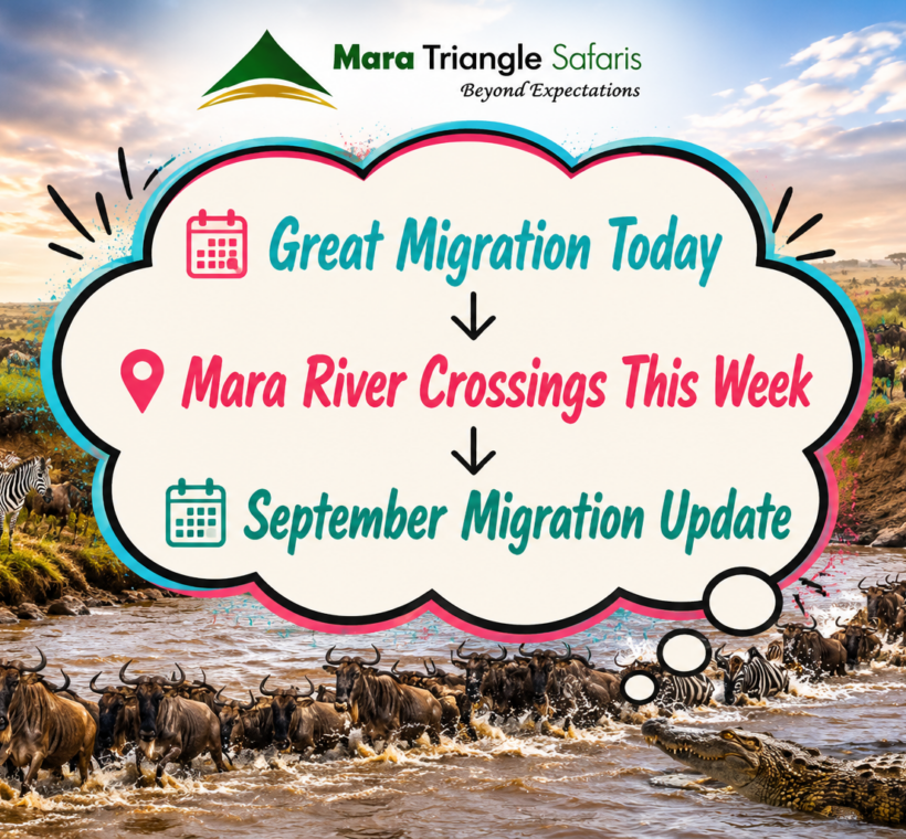 Mara River Crossings This Week Where the Wildebeest Are Moving in Kenya & Northern Serengeti