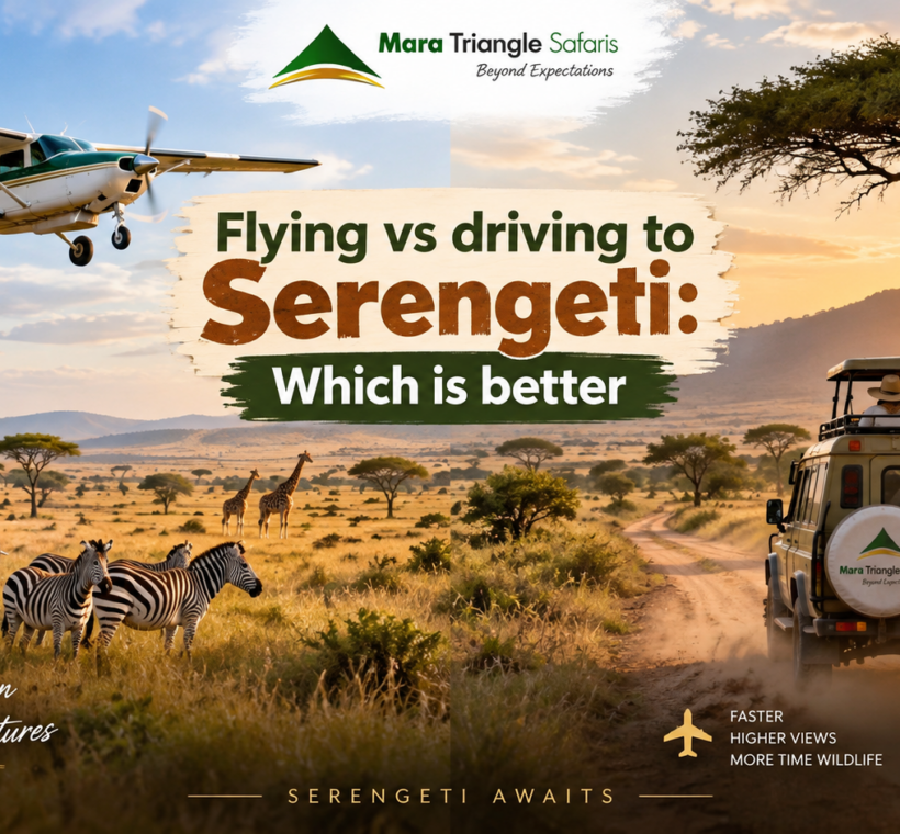Flying vs Driving to Serengeti Which Is Better