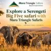 Serengeti Big Five Safari Where to See Lions, Leopards, Elephants, Buffalo & Rhinos