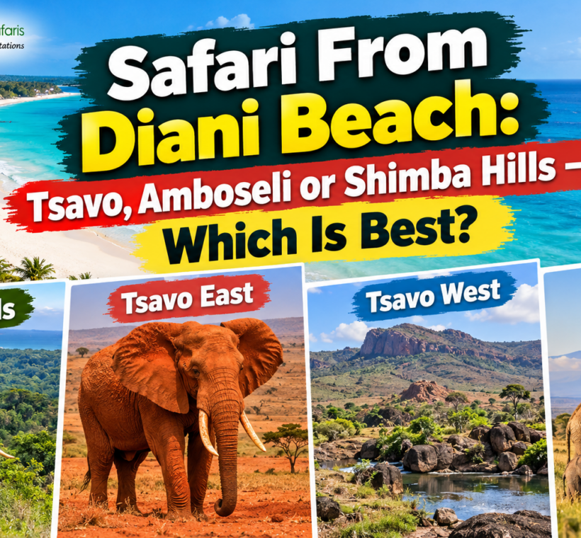 Safari From Diani Beach: Tsavo, Amboseli or Shimba Hills — Which Is Best?